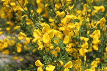 flores amarrillas en planta floreciendo en primavera