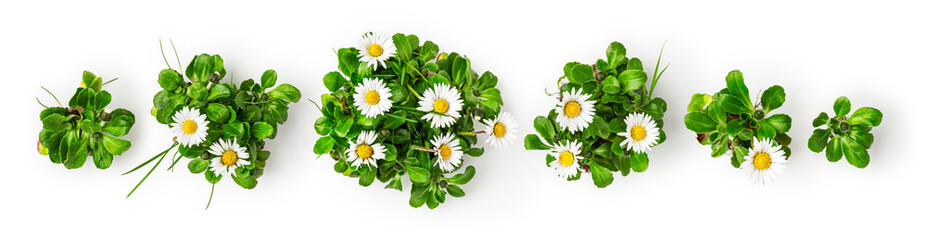 Daisy flowers creative banner © ifiStudio