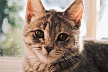 cat, beautiful cat, cat on the window, cat at sunset