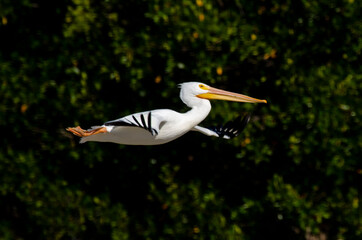 Pélican d'Amérique,.Pelecanus erythrorhynchos, American White Pelican