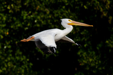 Pélican d'Amérique,.Pelecanus erythrorhynchos, American White Pelican
