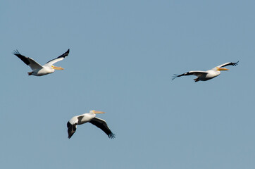 Pélican d'Amérique,.Pelecanus erythrorhynchos, American White Pelican