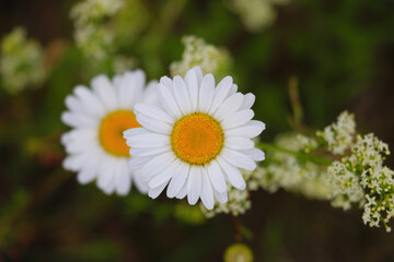 Beautiful blooming daisies in spring in the meadow.