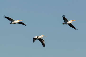 Pélican d'Amérique,.Pelecanus erythrorhynchos, American White Pelican