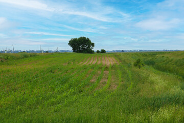 Beautiful young green wheat field on a sunny summer day in the countryside.
