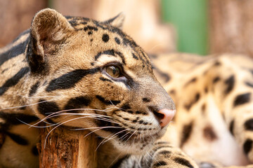 Close-up of an Ocelot - Leopardus pardalis - on a branch. The wild cat staring away from the camera.
