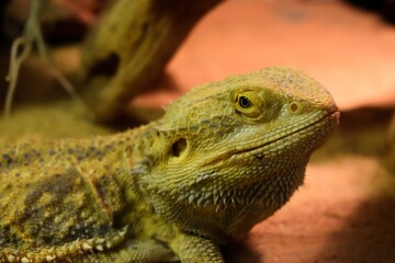 iguana