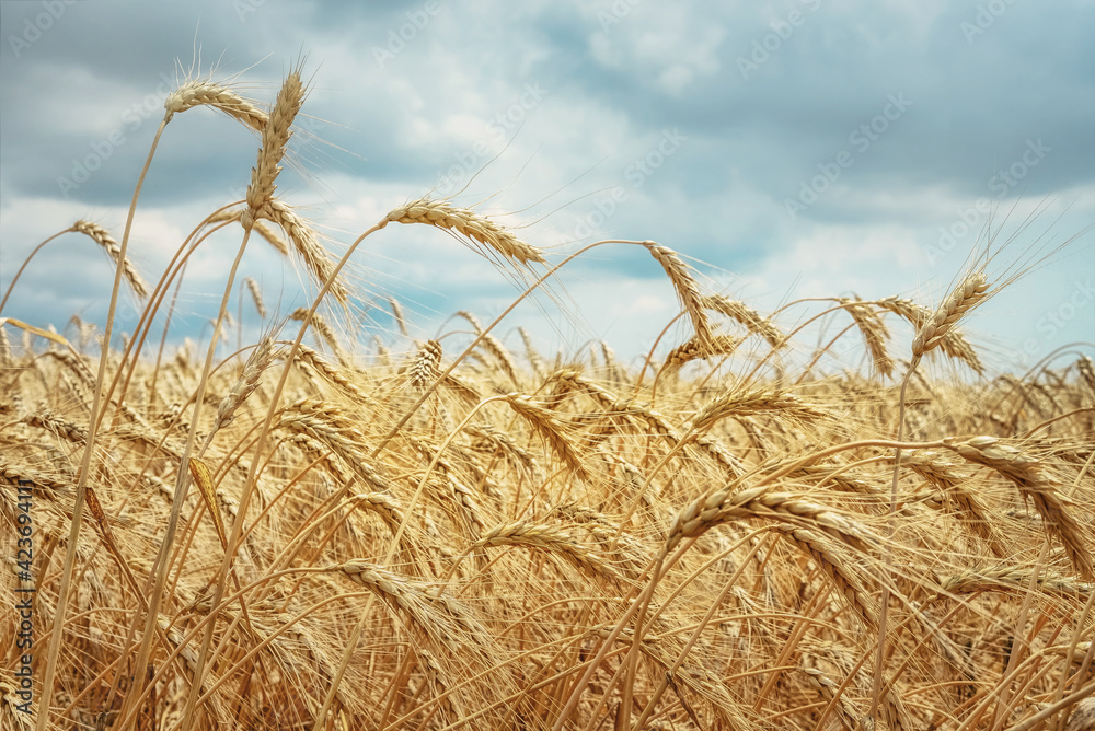 Wall mural Ripe ears of wheat under cloudy skies