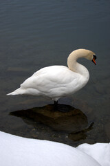 Swan in the lake in Werdenberg in Switzerland 15.1.2021