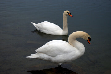 Swan in the lake in Werdenberg in Switzerland 15.1.2021