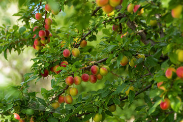 Ripe cherry plum on a branch. Red-yellow plum fruit. Orchard. The maturation of the fruit. Summer...
