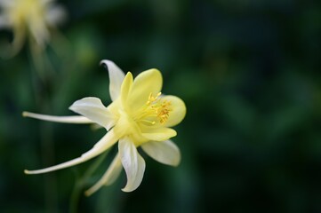 columbine yellow daffodil flower