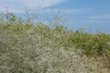 Cute field shrub with small white flowers