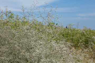 Cute field shrub with small white flowers