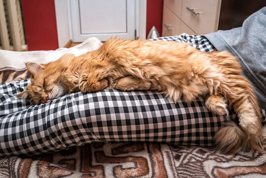 red cat sleeping on female legs