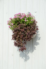Pink carnations with darker leaf plants in a flowerpot on white wooden wall