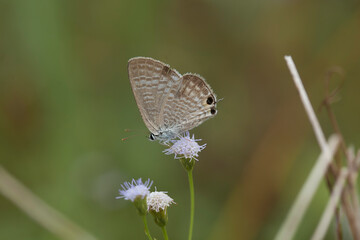 Beautiful Butterfly on Nature