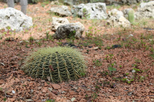 cactus en el desierto con piedras 
