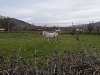 caballo pastando en el prado