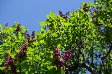 Fototapeta na wymiar beautiful lilac trees blooming bushes in summer with blue sky on background. High quality photo