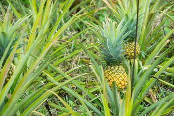 this pic show the pineapple fruit in the garden, it's a tropical fruit