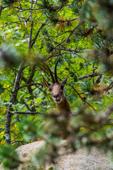 Chamois (Rupicabra rupicabra) in Cerdagne, Pyrenees, France