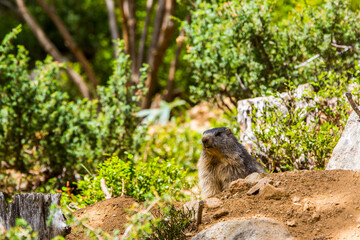 Marmot, groundhod (Marmota marmota) in Cerdagne, Pyrenees, France