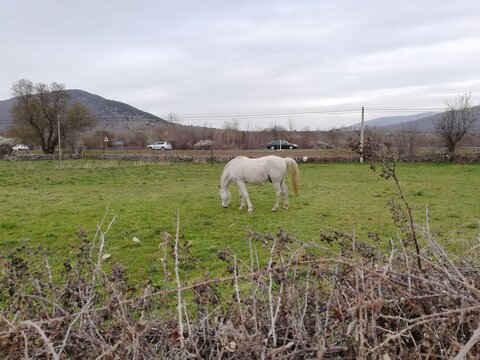 caballo pastando en el prado