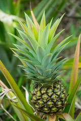 Fototapeta premium this pic show the pineapple fruit in the garden, it's a tropical fruit
