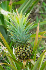 this pic show the pineapple fruit in the garden, it's a tropical fruit
