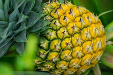 this pic show the pineapple fruit in the garden, it's a tropical fruit