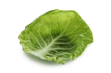 Fresh cabbage leaf isolated on white background
