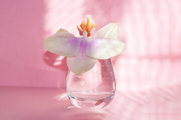 Beautiful orchid flower in glass on pink background with shadows.