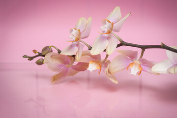 Blossom branch of beautiful flowers orchids with reflection on pink background.