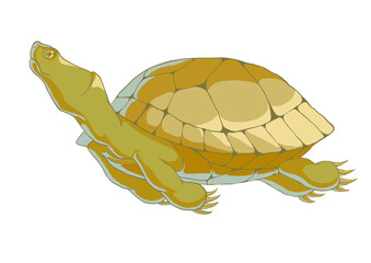 Green swimming turtle on a white background