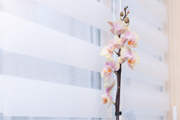 Window roller duo system day and night with flower orchid. - obrazy, fototapety, plakaty
