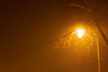 The city lights in a winter town. Foggy and snowy weather. Trees with white frost