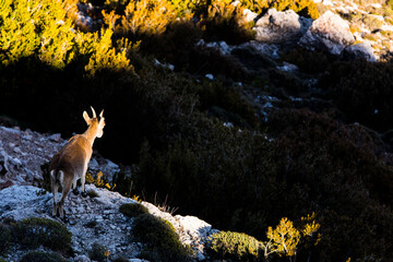 Mountain goat in Ports de Beseit, Tarragona, Spain