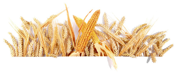 Getreide und Ähren wie Weizen, Mais und Gerste freigestellt - Hintergrund weiß