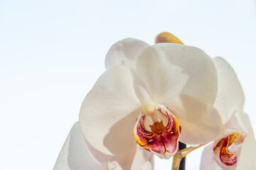 flower of a white orchid on a white background