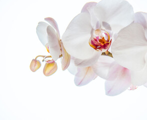 large white orchid on a white background