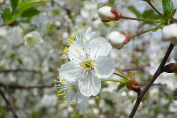 Spring flowers. Cherry blossoms. Cherry flowers.