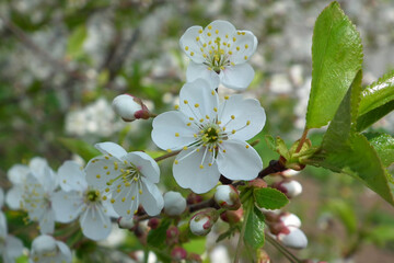 Spring flowers. Cherry blossoms. Cherry flowers.