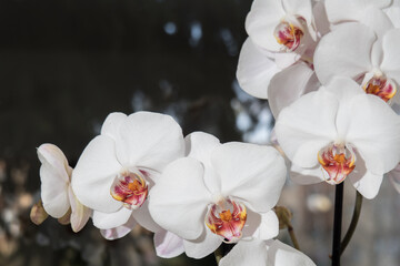 Fototapeta na wymiar white orchid on a dark background