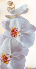white orchid on a shaded background