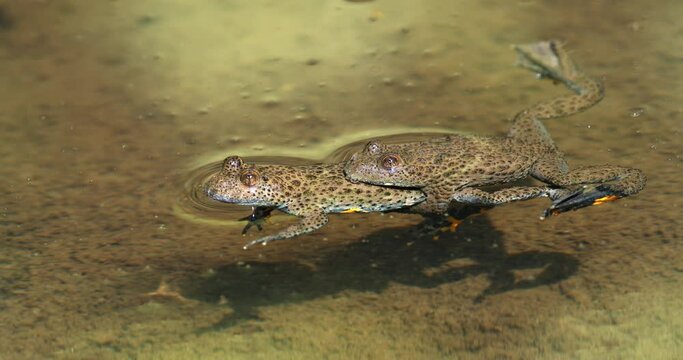 Mating of the yellow-bellied toads (Bombina variegata) in the forest puddle