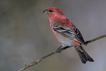 Red bird on a tree branch