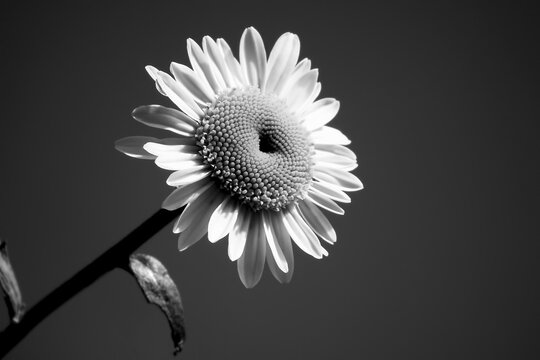 Daisy. Chamomile flower. Black and white photo