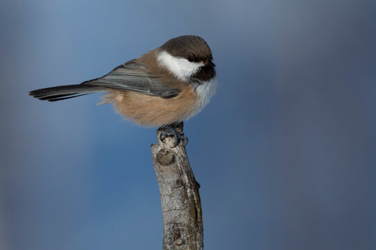 Boreal tit on a tree branch