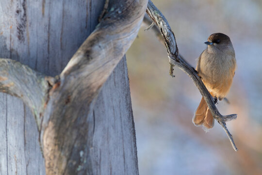Siberian jay on a tree branch